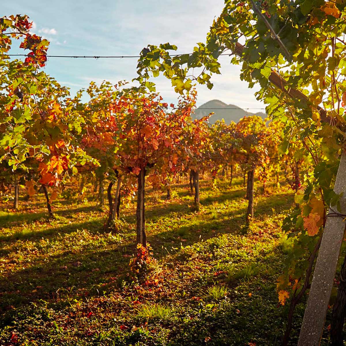 Paesaggio Franciacorta
